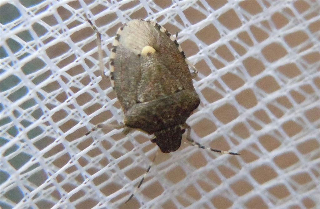 Dolycoris baccarum? no, Holcostethus albipes